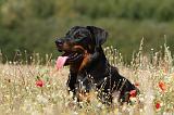 BEAUCERON 739